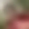 Discutere con ebbebebbe10